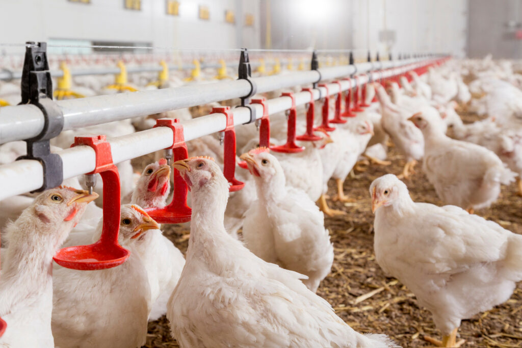 When basic practices such as proper management, accurate nutrition, and tight mycotoxin control are in place, adding a powerful PhytoComplex diet provides another layer of support.