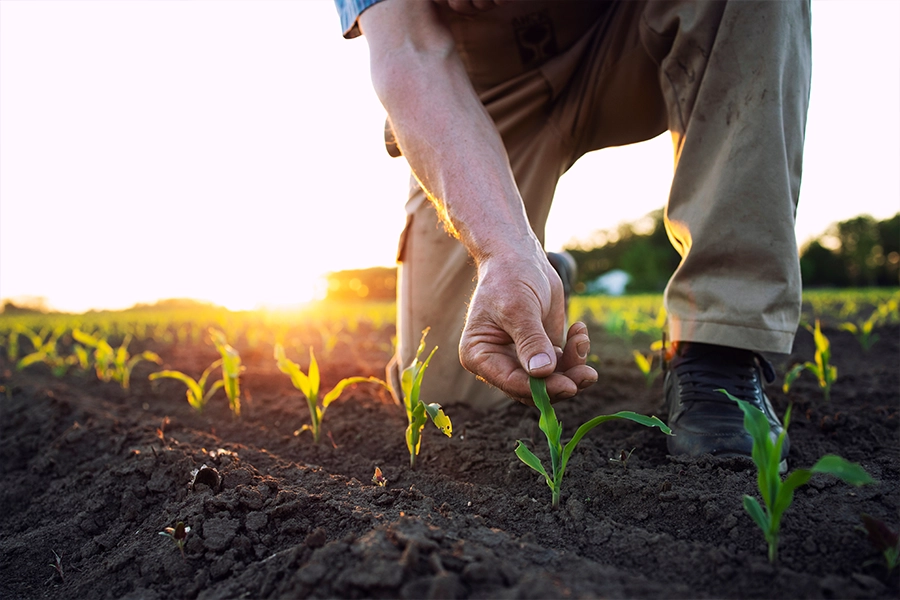 A field worker or agronomist inspects the health of the corn crop in the field.