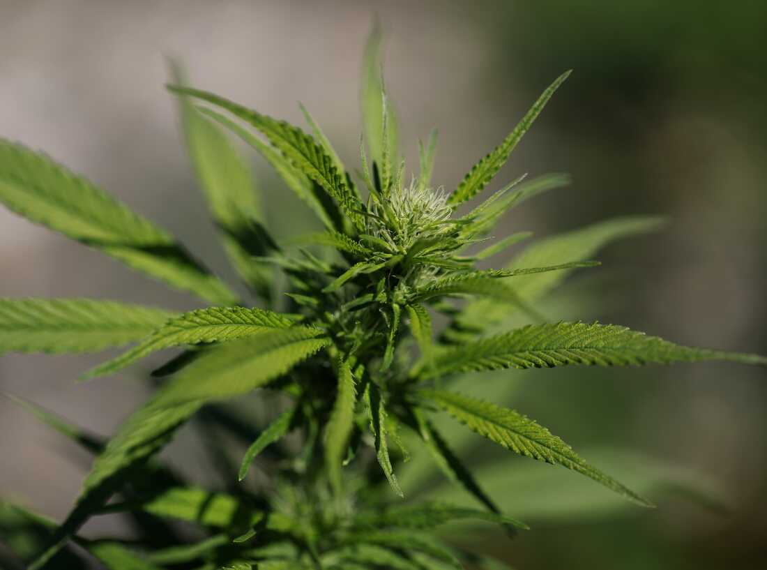 While many people turn to cannabis to help with mental health conditions, scientific evidence is scarce.