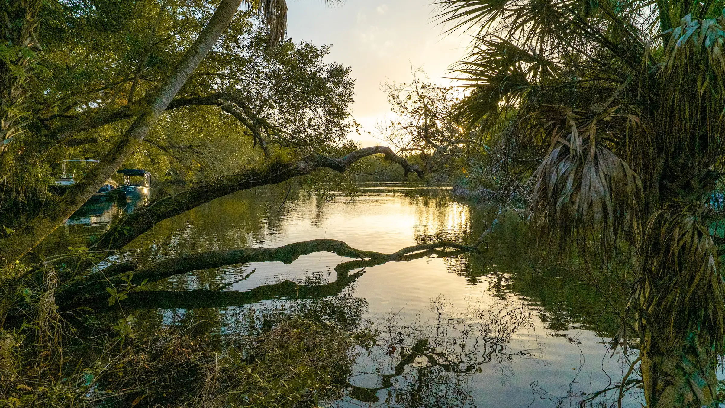 A pond in Wanderwild