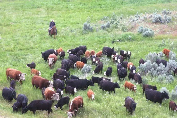 Beef, young breed and feed record beef sales | Capital Press