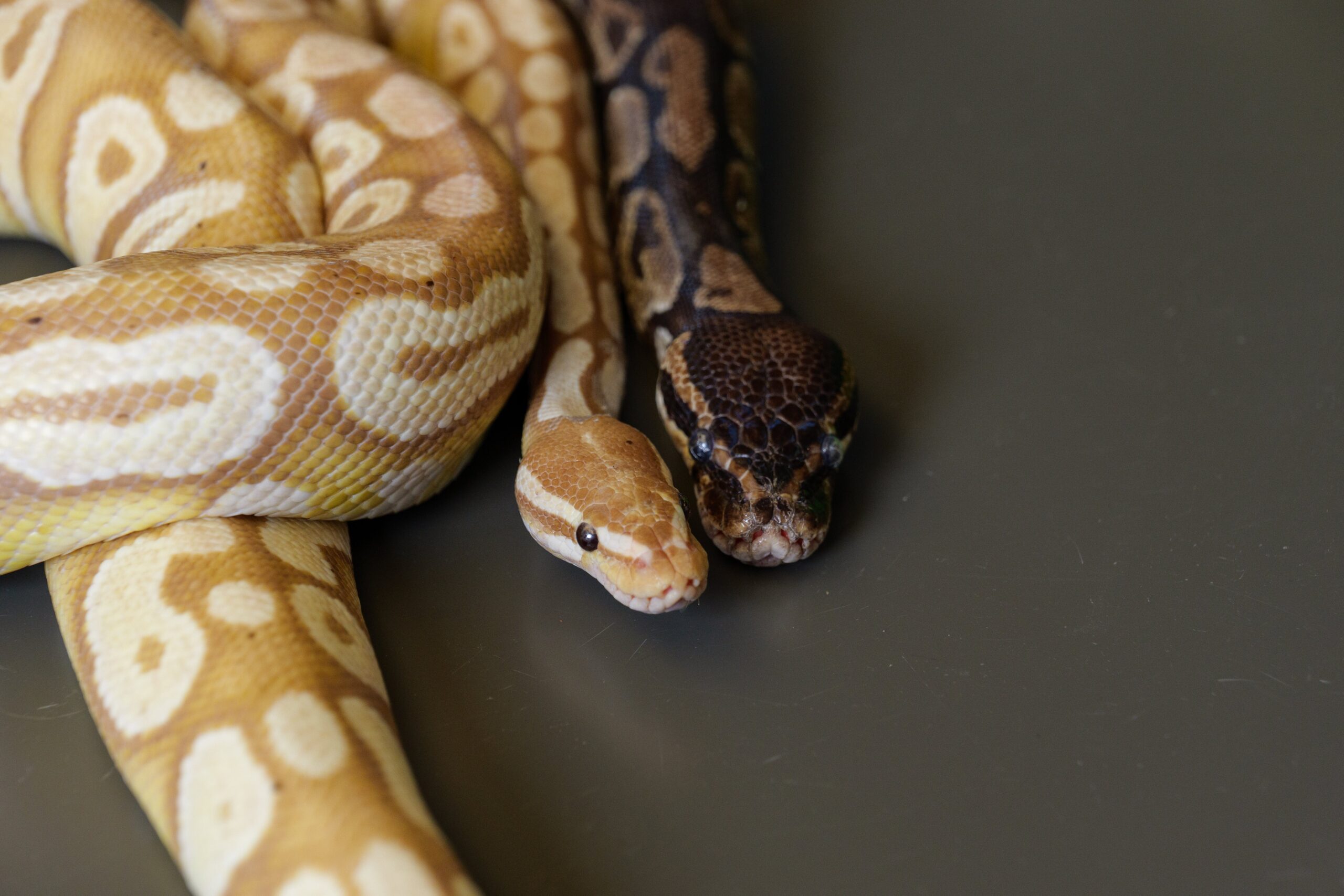 Python blood may hold the secret to healthy weight loss