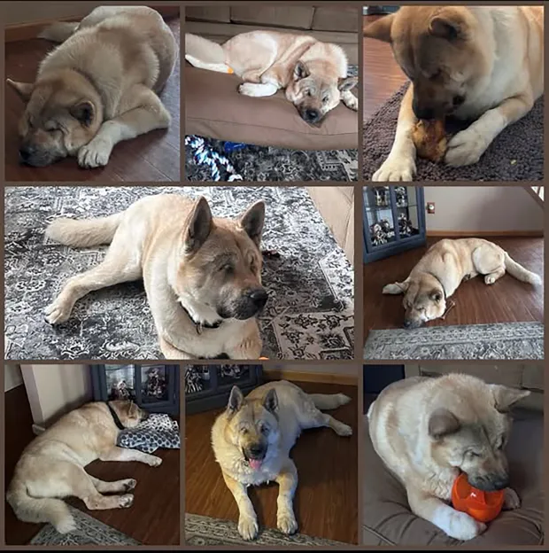 Bernard, a UCSPCA shelter dog who was recently adopted into his new home. Photo provided