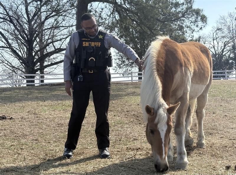 The horses help Wake County Sheriff's deputies process the trauma